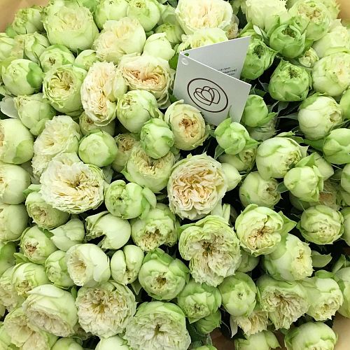 Бело-фисташковые пионовидные розы Blanchette 40 см опт
