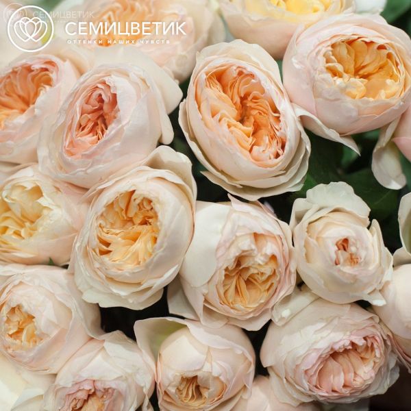 Букет из 25 персиковых пионовидных роз Juliet 50 см (Эквадор)