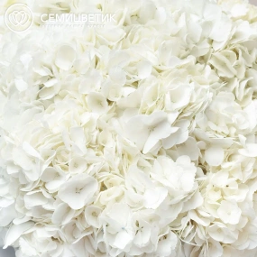Букет из 15 белых гортензий в прозрачной пленке