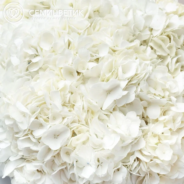 Букет из 15 белых гортензий в прозрачной пленке