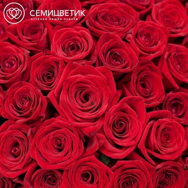 Букет из 51 красной розы 50 см (Россия) в кремовой пленке