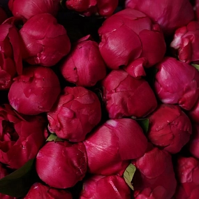 Букет из 51 ярко-розового пиона Red Sarah Bernhardt Premium в розовой упаковке