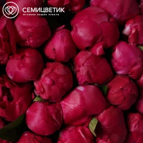 Букет из 51 ярко-розового пиона Red Sarah Bernhardt Premium в розовой упаковке