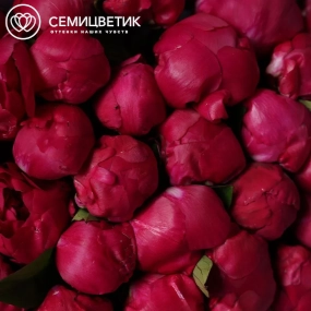 Букет из 51 ярко-розового пиона Red Sarah Bernhardt Premium в розовой упаковке