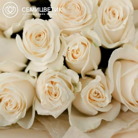 Букет из 25 белых роз Vendela 60 см (Эквадор) в кремовой пленке