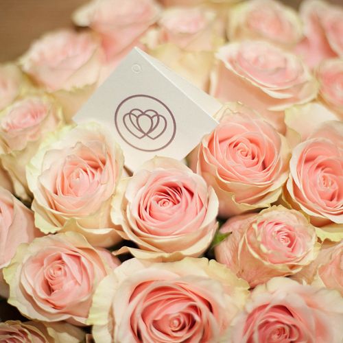 Нежно-розовые розы Pink Mondial 70 см (Эквадор) опт