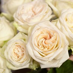 Букет из 9 белых пионовидных роз White O'Hara 40 см