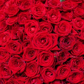 Монобукет  из 151 красной розы 35-40 см (Россия) в голубой пленке