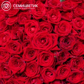 Букет из 151 красной розы 35-40 см (Россия) в голубой пленке