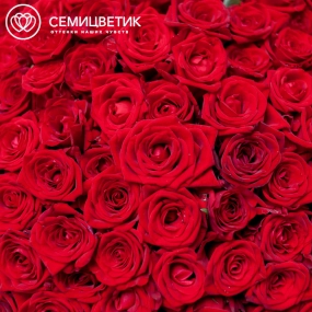 Букет из 151 красной розы 35-40 см (Россия) в голубой пленке