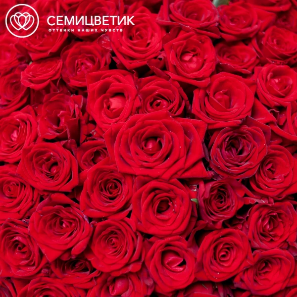 Букет из 151 красной розы 35-40 см (Россия) в голубой пленке