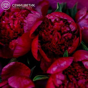 Маленький букет  из 7 бордовых пионов Premium