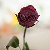 Бордовая роза в колбе 22 см