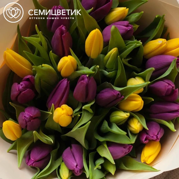 Букет из 35 желтых и фиолетовых тюльпанов в кремовой пленке