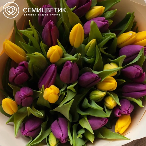 Букет из 35 желтых и фиолетовых тюльпанов в кремовой пленке