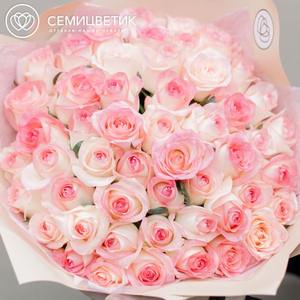 Букет из 51 белой с розовой каймой розы Джамалия 35-40 см (Россия)