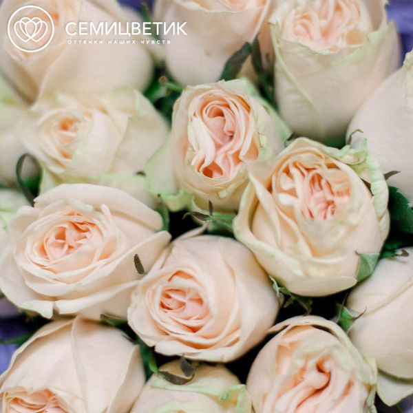 Букет из 15 кремовых пионовидных роз Wedding Rose 40 см