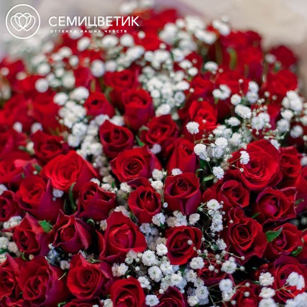 Букет из 101 красной розы 40 см (Кения) с белой гипсофилой в сиреневой пленке