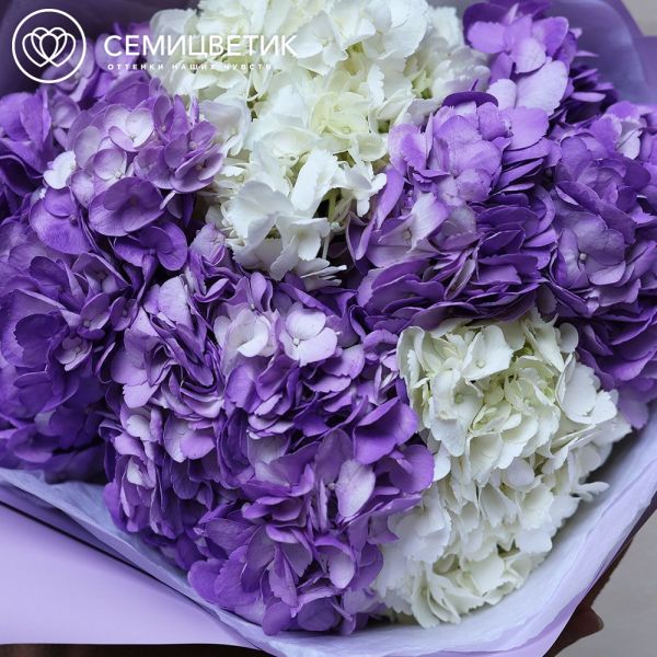 Букет из 5 белых и фиолетовых гортензий