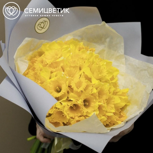 Букет из 75 нарциссов в голубой пленке