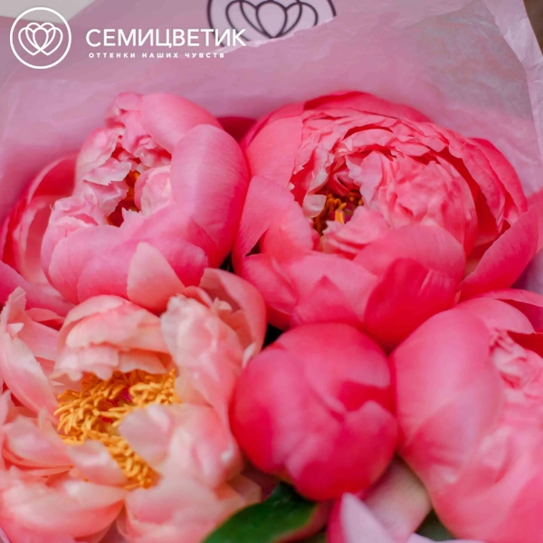 Букет из 5 коралловых пионов Coral Sunset Premium в розовой пленке