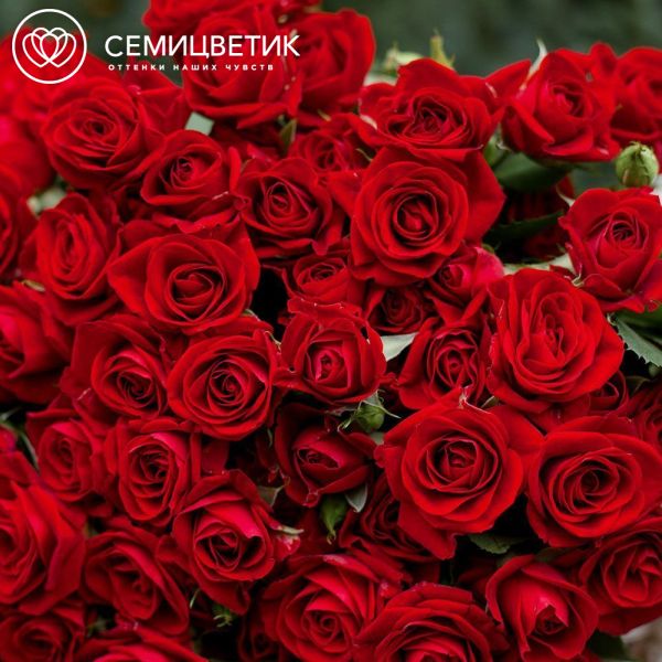 Траурный букет из 20 кустовых красных роз 40 см (Кения)