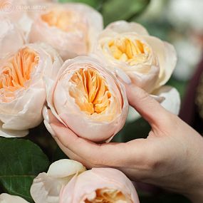 Букет из 25 персиковых пионовидных роз Juliet 50 см (Эквадор)