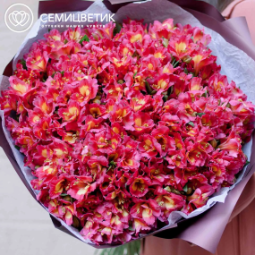 Букет из 51 альстромерии в розовых тонах в бордовой пленке