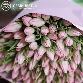 Букет из 101 нежно-розового тюльпана в розовой пленке