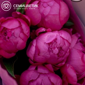Букет из 5 малиновых пионов Premium в сиреневой пленке