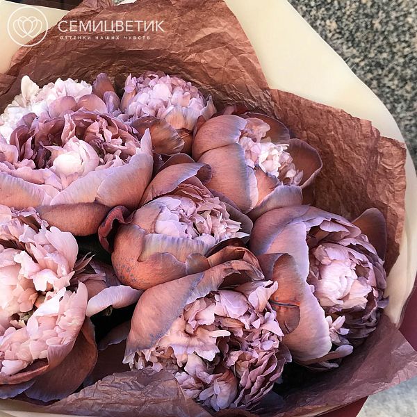 Букет из 9 пионов Брауни Premium