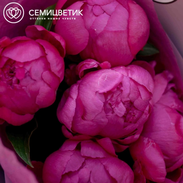 Букет из 5 малиновых пионов Premium в сиреневой пленке