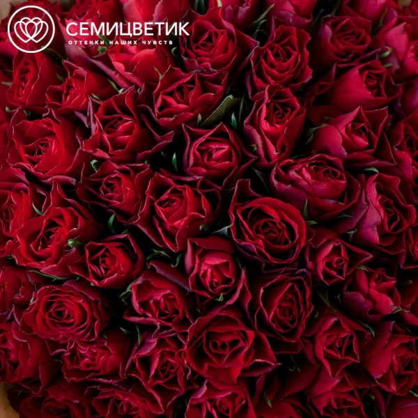 Букет из 75 красных роз 35-40 см (Кения) в кремовой пленке