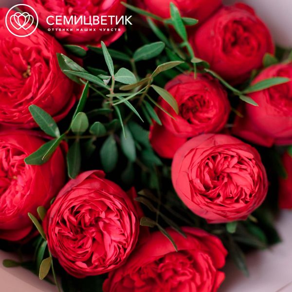 Букет из 11 красных пионовидных роз Red Piano 40 см с фисташкой в розовой пленке