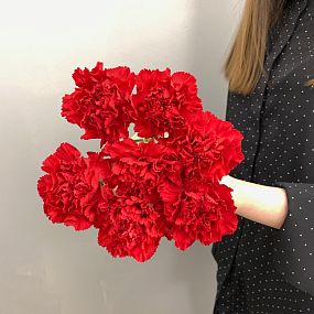 Букет из 7 красных гвоздик