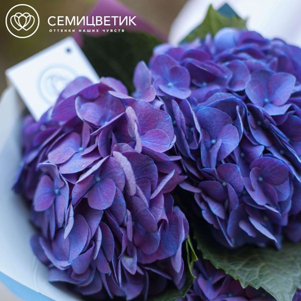 Букет из 3 сине-фиолетовых гортензий