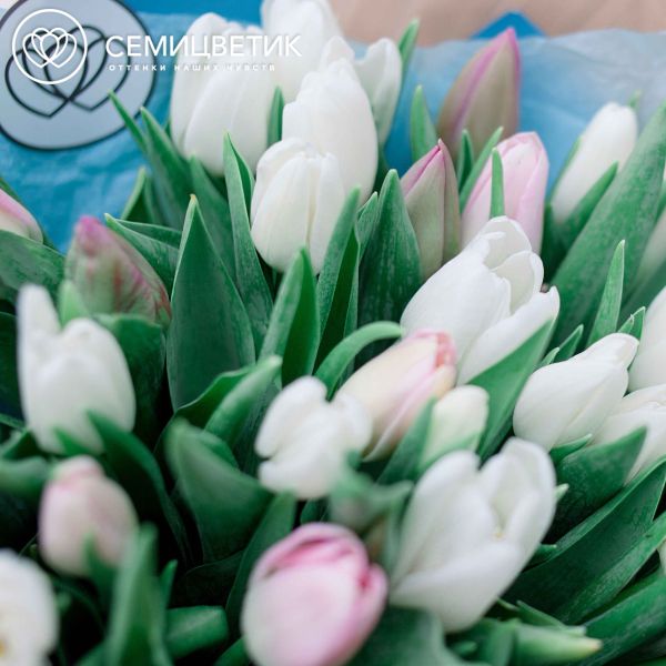 Букет из 25 белых и нежно-розовых тюльпанов
