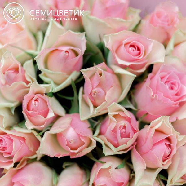 Букет из 25 розовых с фисташковой каймой роз 40 см (Кения)