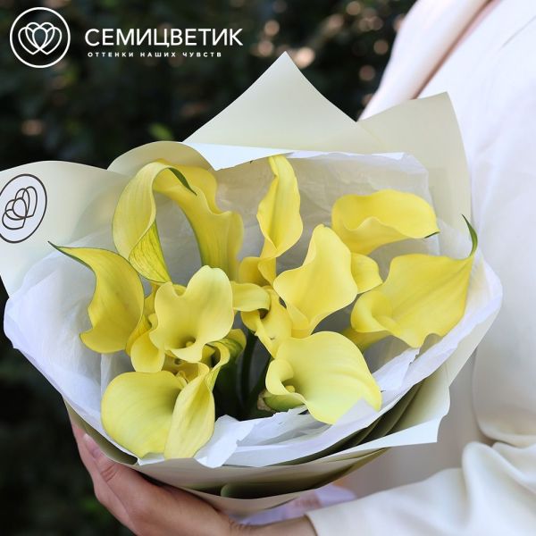 Букет из 11 желтых калл в зеленой пленке