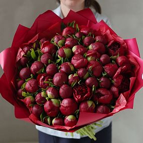 Большой букет  из 51 бордового пиона Premium