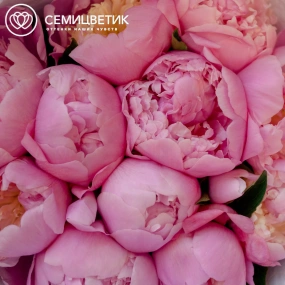 Букет из 11 розовых пионов Premium в розовой пленке