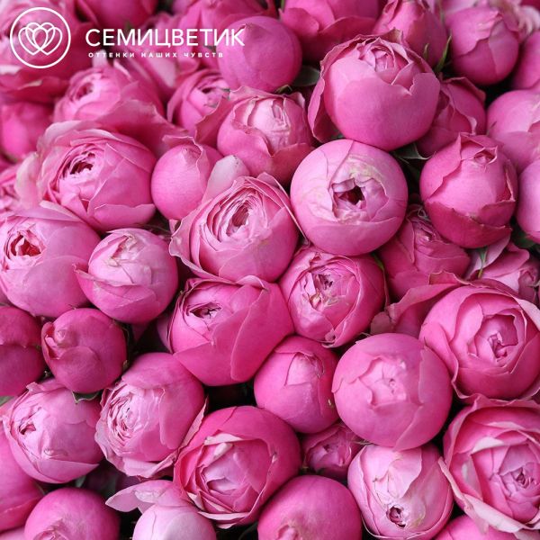 Букет из 35 розовых кустовых пионовидных роз Silva Pink