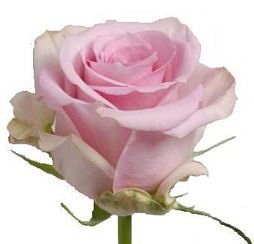 Роза (Эквадор) Jessika 90 см Розовая поштучно