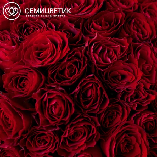 Букет из 61 красной розы 35-40 см (Кения) в кремовой пленке