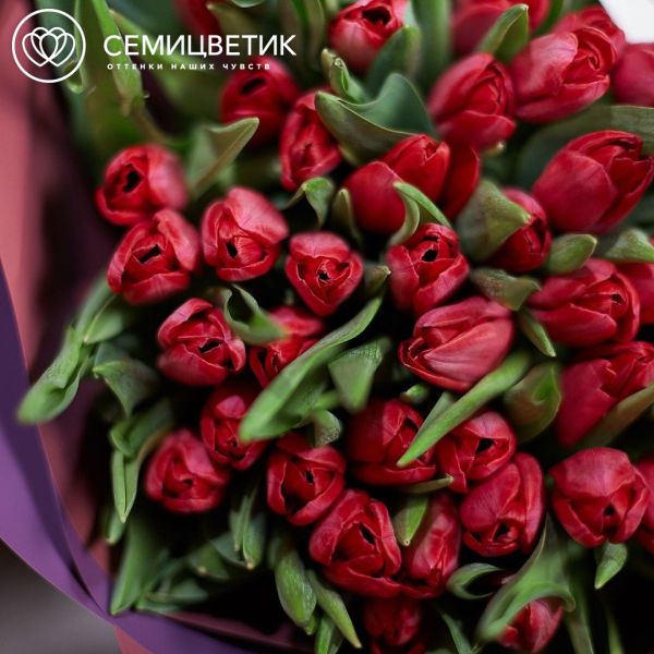 Букет из 51 малинового тюльпана
