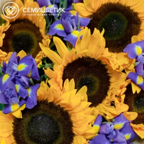 Букет из 5 подсолнухов и 10 синих ирисов в кремовой пленке