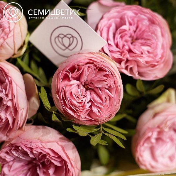 Букет из 11 нежно-розовых пионовидных роз Bridal Piano 40 см с фисташкой