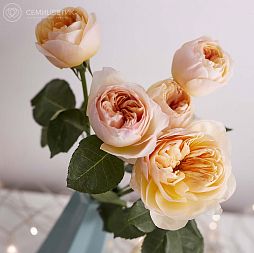 Букет из 5 персиковых пионовидных роз Juliet 50 см (Эквадор)