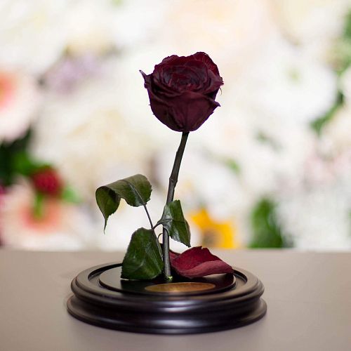 Бордовая роза в колбе 22 см