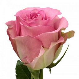 Роза (Кения) 40 см Розовая поштучно